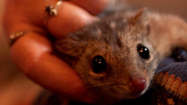 A northern quoll, being held by quoll breeder Trish Mason.