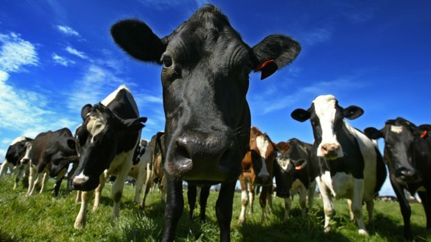 Tongala dairy herd.