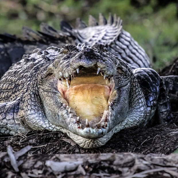 A crocodile: avoidance is highly recommended.