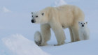Eastern Greenland, Blosseville Coast.  Female polar bear with two young cubs.