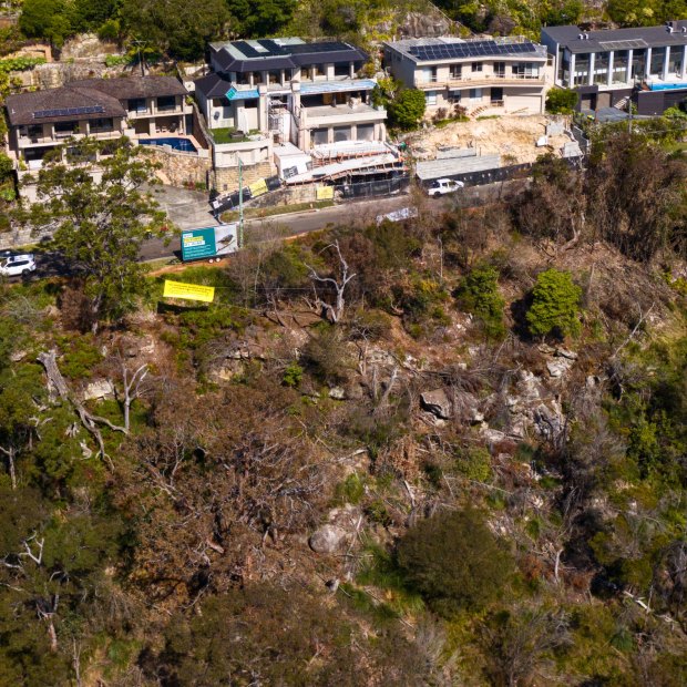 Vandals destroyed 265 trees covering an area the size of 14 tennis courts in Sydney’s Castle Cove in the middle of 2023.