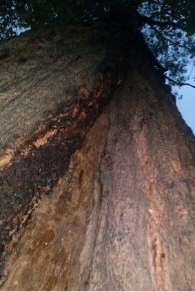 The rare scar tree at Toowong on the campus of the Academy of Science Mathematics and Technology.