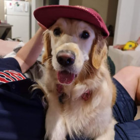 Sunny, the golden retriever Tangey had been minding.