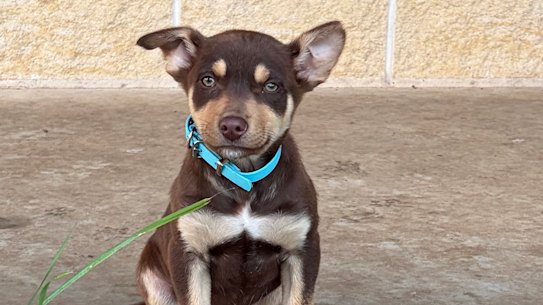 It’s time to say hello to Frank (aka “No Chewing”).