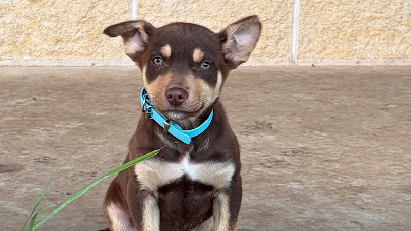First-day adoption story: Clancy is kept while new pet Frank joins family