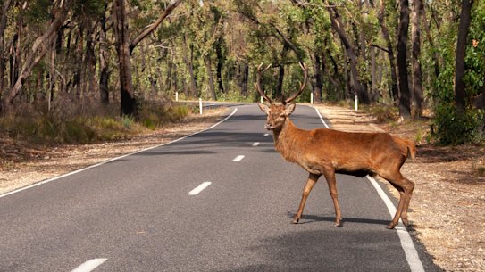 A lone deer crossing the road in the Grampians National Park.