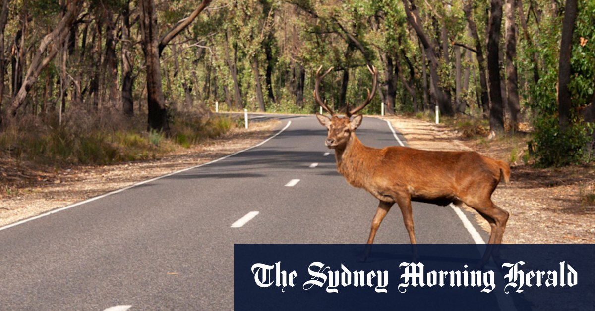 Oh, deer: Why Victoria has rejected calls to stop protecting ferals