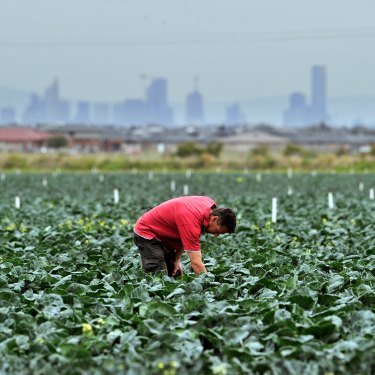 A Werribee South farmer checks his broccoli crop.