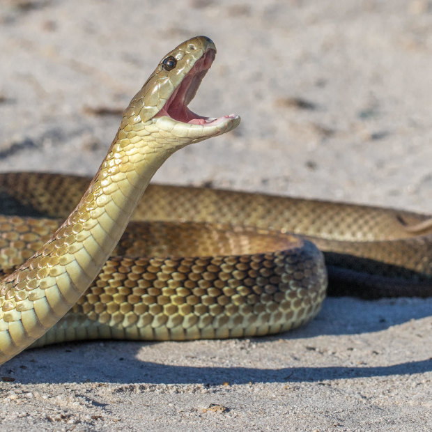 Tiger snake venom affects the blood's ability to clot.