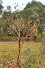 A young manna gum tree broken by hungry French Island koalas. Over grazing can kill trees completely.