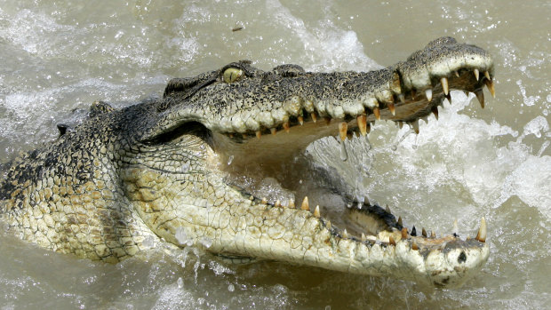 A large saltwater crocodile shows aggression as a boat passes by.