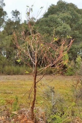 A young manna gum tree broken by hungry French Island koalas. Over grazing can kill trees completely.