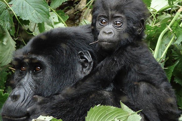 You might need to save up for a permit to view mountain gorillas in Uganda or Rwanda.