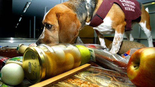 Detector beagle at Sydney Airport.