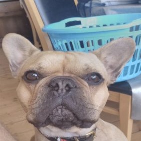 Bob the French Bulldog helped authorities identify his drug smuggling owner.