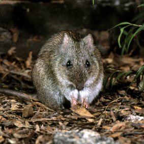 The Gilbert’s potoroo.