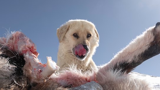 A dog eating a blue sheep that was killed the night before by a pack of wild dogs in Himachal Pradesh, a few kilometres outside Ladakh. Blue sheep are also a favourite prey of snow leopards.