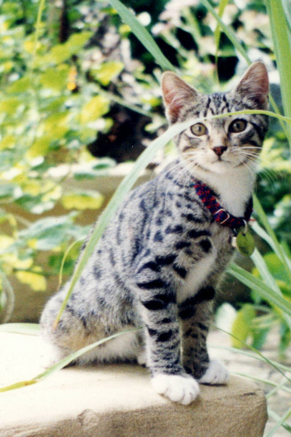 In the street, Merlon liked to position
himself for pats from passers-by.