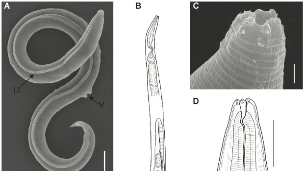 Electron pictures of the general morphology of a female Panagrolaimus kolymaensis.