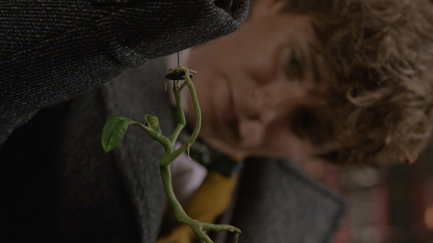 Pickett the bowtruckle and Eddie Redmayne as Newt Scamander in <i>Fantastic Beasts: The Crimes of Grindelwald</i>.
