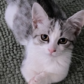 Rikki James’ kitten called Kobe. “I rescued her, and she rescued me,” she said.