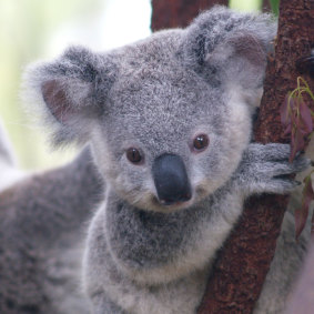 Australia's failure to address the decline of threatened species, such as koalas, reflects poorly on its international reputation, the committee said. 