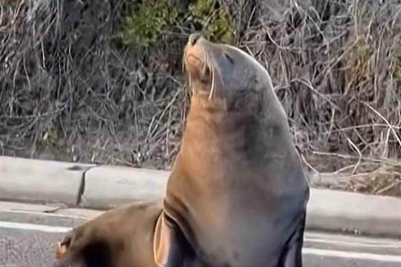 Sammy the seal steals the show near Dromana on the Mornington Peninsula.