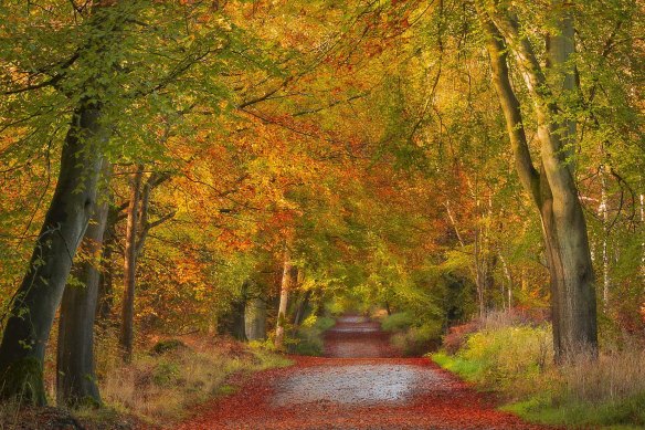 Savernake Forest in autumn: landscapes switch from canals, to fields of poppies and dense forest.