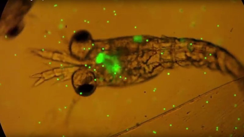 Microplastics stay with you forever – and there are plenty in Brisbane’s creeks