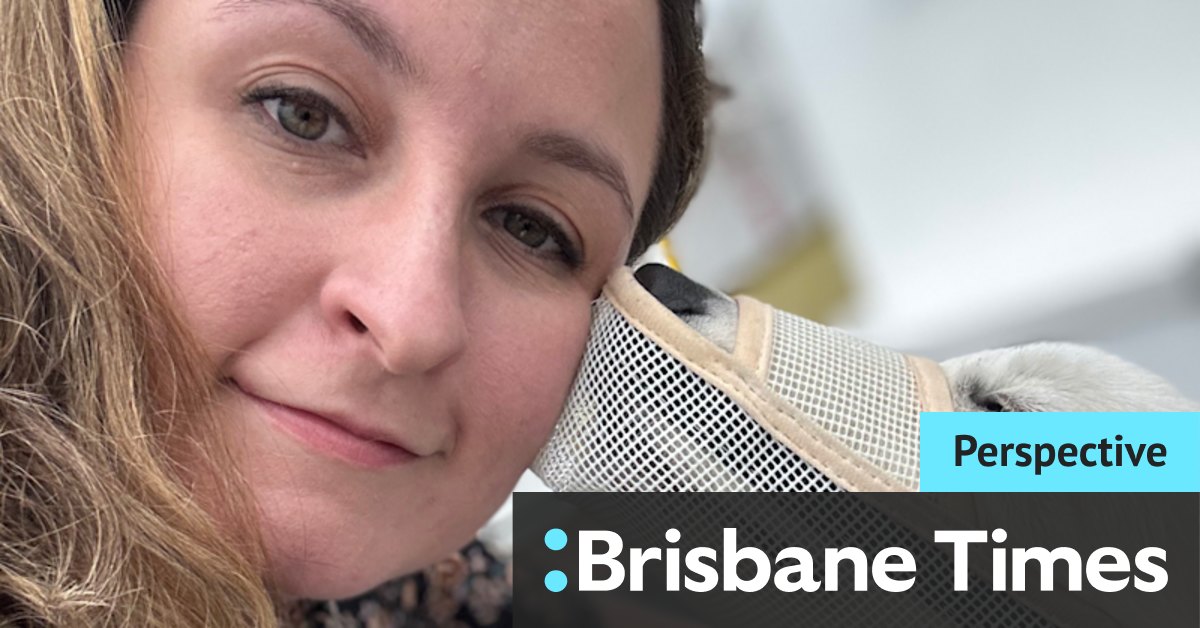 Brisbane dogs on public transport: Dogs are allowed on CityCats but not trains and buses in Brisbane - Vimarsana News