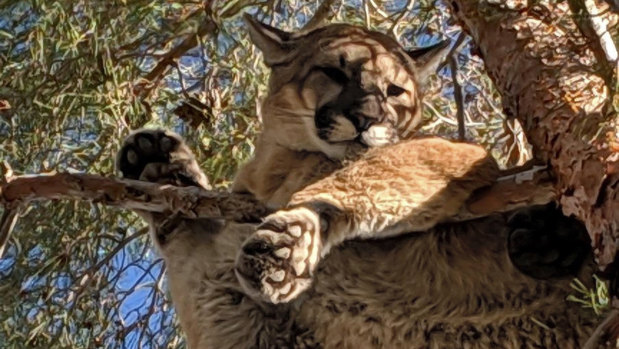 A mountain lion, or cougar, spotted in California earlier this year. 