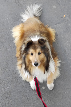 Kojak, the 11-year-old Shetland sheepdog, has been the subject of a legal battle costing tens of thousands of dollars.