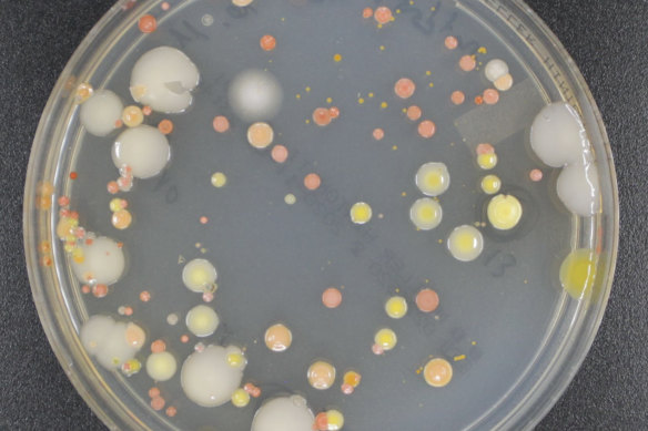 A colony of bacteria and fungi caught in air samples during research flights.