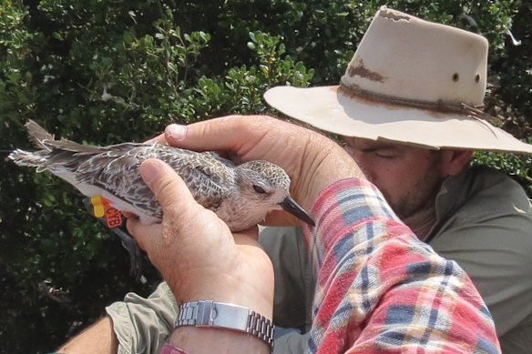 At Thompson Beach, SA, a shorebird-marking team member holds the Grey Plover leg-flagged CYB.  