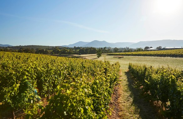 Family vineyard Dominique Portet in the Yarra Valley.  