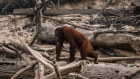 Advocates say nature-based markets can help address Indonesia’s environmental challenges, including threats to the orangutan population from illegal fires.