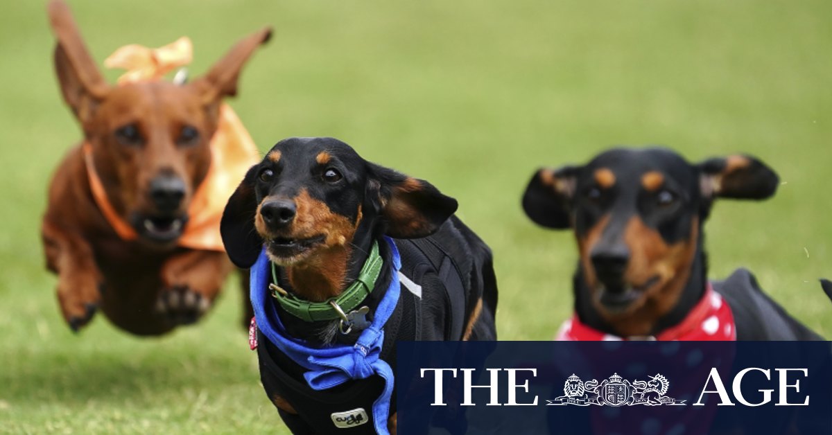 Dachshund derby hot sale