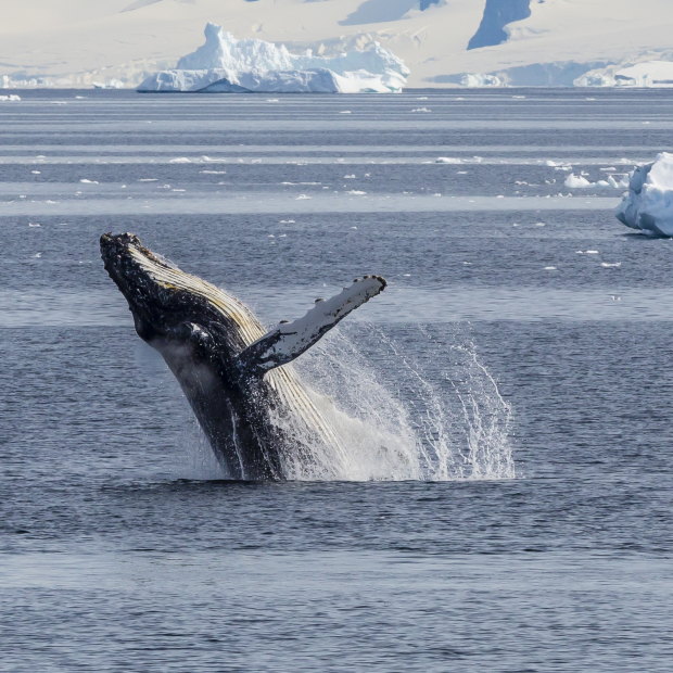 An adult humpback whale breaching in the Gerlache Strait, Antarctica.