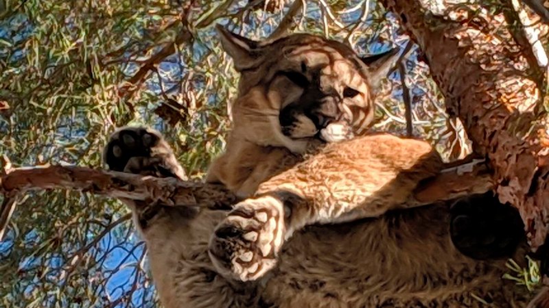 Woman killed in suspected mountain lion attack while hiking on remote trail
