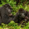 How gorilla tourism became a conservation success story