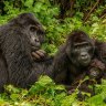 A silverback and family from the Mubare group of gorillas in Uganda’s Bwindi Impenetrable National Park.