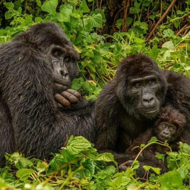 Champion of the gorillas: the vet fighting to save Uganda's great