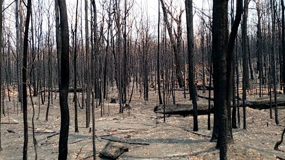 The Conjola National Park near the proposed housing site was severely burnt during last season's bushfires.