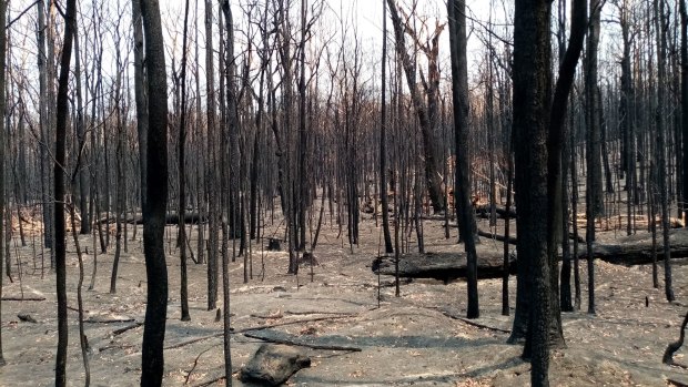 The Conjola National Park near the proposed housing site was severely burnt during last season's bushfires.