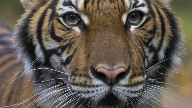 Nadia, a Malayan tiger at the Bronx Zoo in New York, has tested positive for the new coronavirus. Six other tigers and lions also appeared sick.