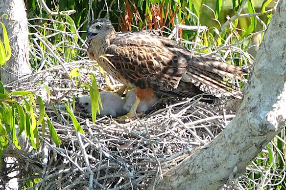 A red goshawk female with chicks in its nest on Dambimangari Country in WA’s north.