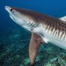 Tiger sharks in troubled waters as Queensland population plummets
