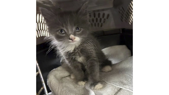 Police Department shows a kitten that was found in a stolen car that police were examining for evidence, and now they are looking for his owner.