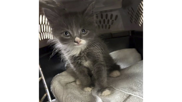 Kitten found in stolen vehicle after crime spree police chase