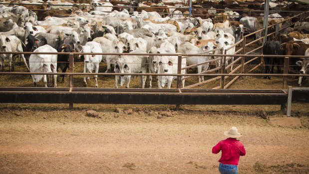 Cattle bound for the live export trade at an export yard south of Darwin.